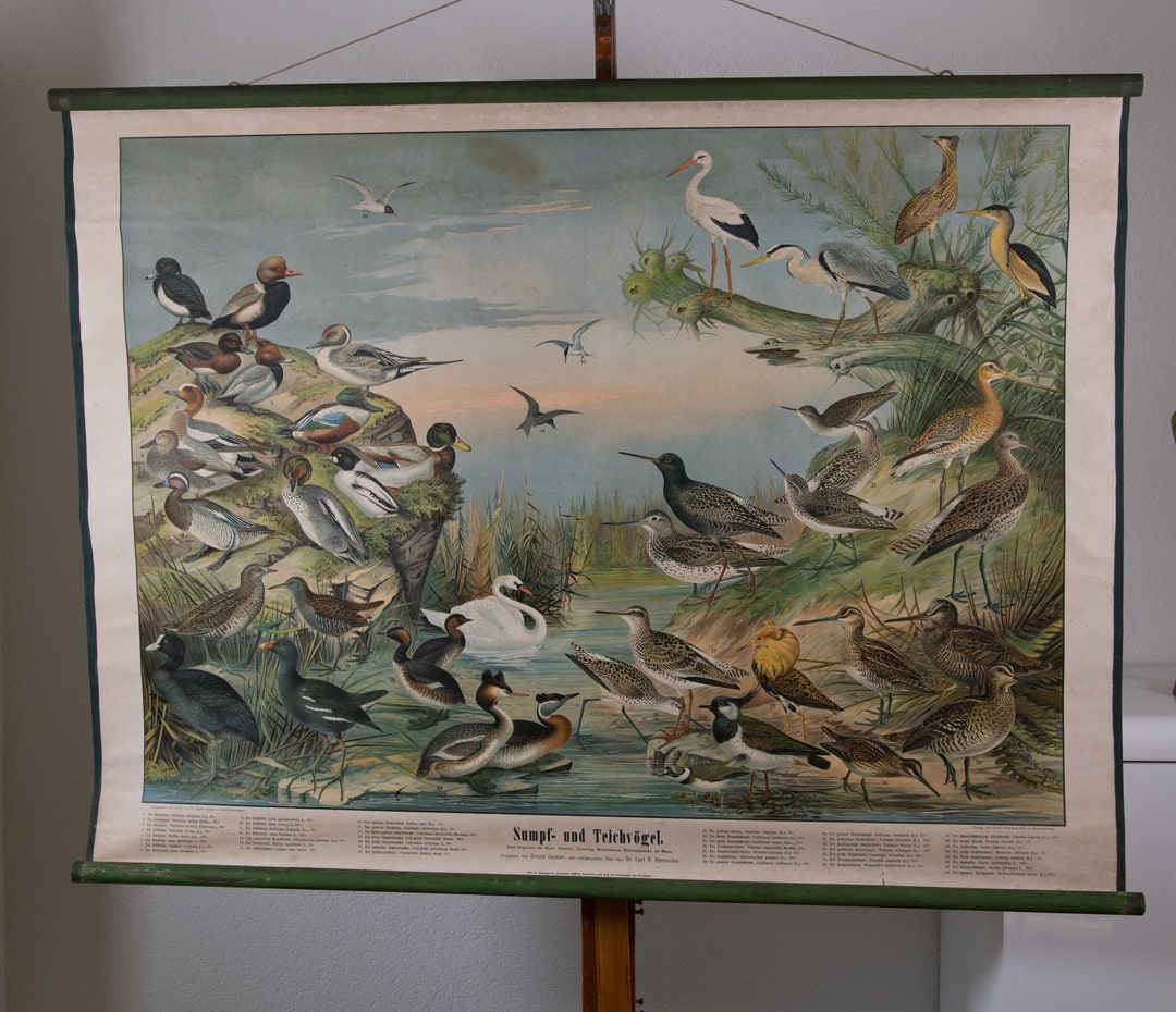 Vintage Pull Down Chart Marshbird Waterbirds School Chart - Etsy