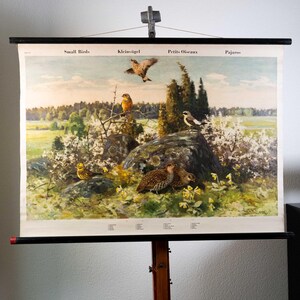Może przedstawiać: Edukacyjna plansza ścienna w stylu vintage z ilustracją różnych małych ptaków w naturalnym krajobrazie. Tekst na górze brzmi Small Birds, Kleinvögel, Petits Oiseaux i Pajaros. Plansza jest zamontowana na czarnych drewnianych drążkach.