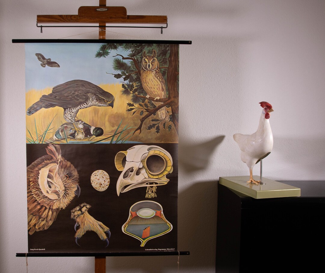 Pull Down School Chart Birds of Prey by Jung Koch Quentell - Etsy