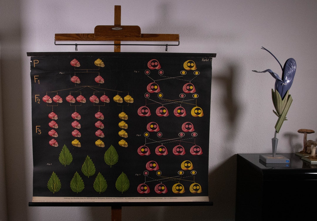 Vintage Pull Down Chart Genetics Genetics Snails School Chart - Etsy