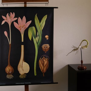 Carte scolaire vintage déroulante Crocus d'automne (Colchicum autumnale) par Jung Koch Quentell Lithographie