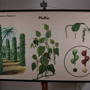 Vintage  Pull Down Chart Pepper  School Chart