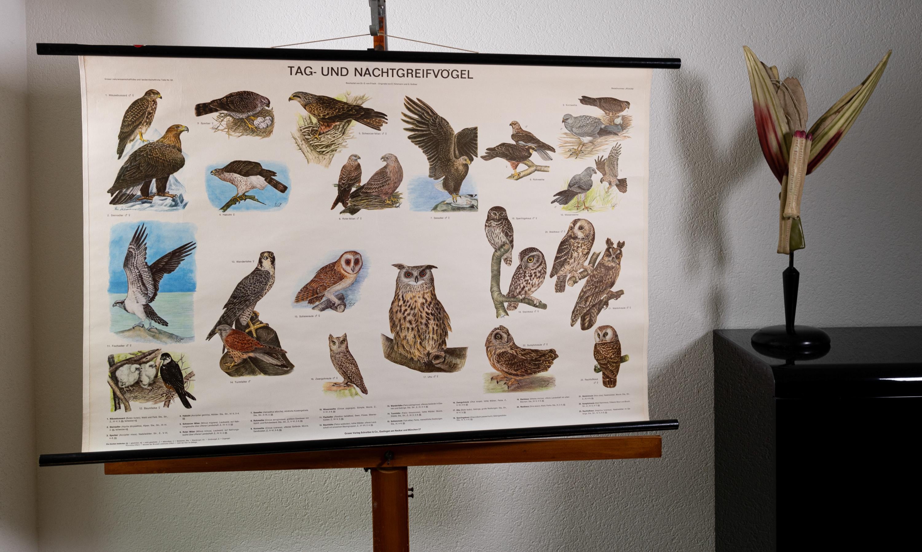 Vintage Pull Down Chart Birds of Prey and Owls School Chart - Etsy