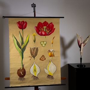 Vintage Pull down School Chart Tulip by Jung Koch Quentell Lithograph