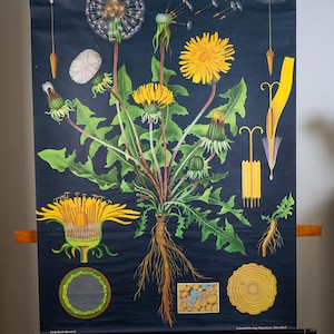 Könnte beinhalten: Vintage botanische Tafel einer Löwenzahnpflanze, die detaillierte Illustrationen ihres Lebenszyklus zeigt. Die Tafel zeigt gelbe Blüten, grüne Blätter und Wurzelstrukturen vor einem dunkelblauen Hintergrund. Die Tafel ist auf einem Holzständer montiert, mit Text unten.