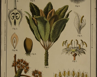Vintage Botanical Chart Sheaboom Bassia Parkii Lithograph School Chart