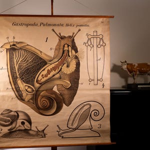 May include: A vintage educational wall chart titled Gastropoda, Pulmonata, Helix pomatia, featuring detailed anatomical illustrations of snails with numbered diagrams and labels. The chart is mounted on wooden dowels with a hanging string.