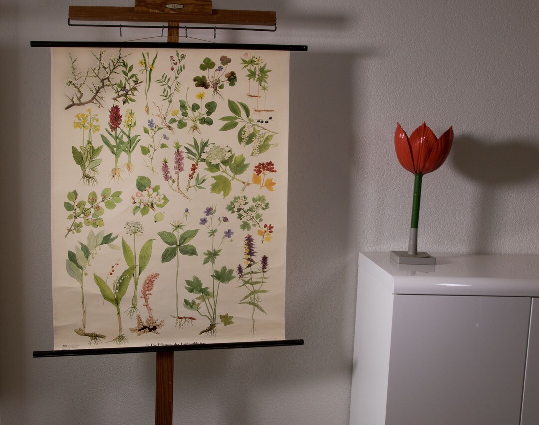 Vintage Pull Down Chart Plants From the Forest School Chart - Etsy