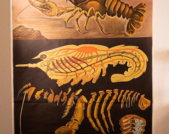 Puede incluir: Un cartel educativo vintage con una ilustración biológica detallada de un cangrejo de río. La sección superior muestra un cangrejo marrón realista, mientras que la inferior presenta diagramas anatómicos en amarillo sobre un fondo negro.