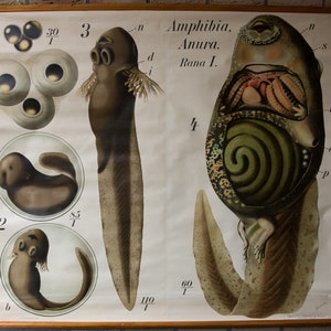 Pode incluir: Um cartaz educativo vintage intitulado Amphibia, Anura, Rana I. O poster exibe ilustrações biológicas do desenvolvimento de sapos, incluindo estágios de ovos, um girino e uma vista anatômica interna de um girino com partes rotuladas.