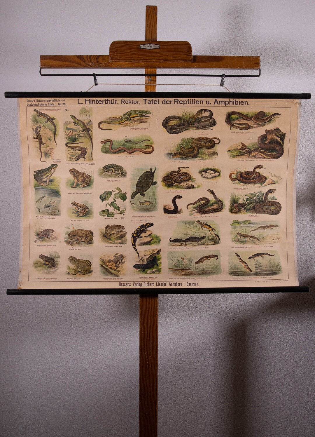 Vintage Pull Down Chart Reptiles and Amphibians School Chart - Etsy