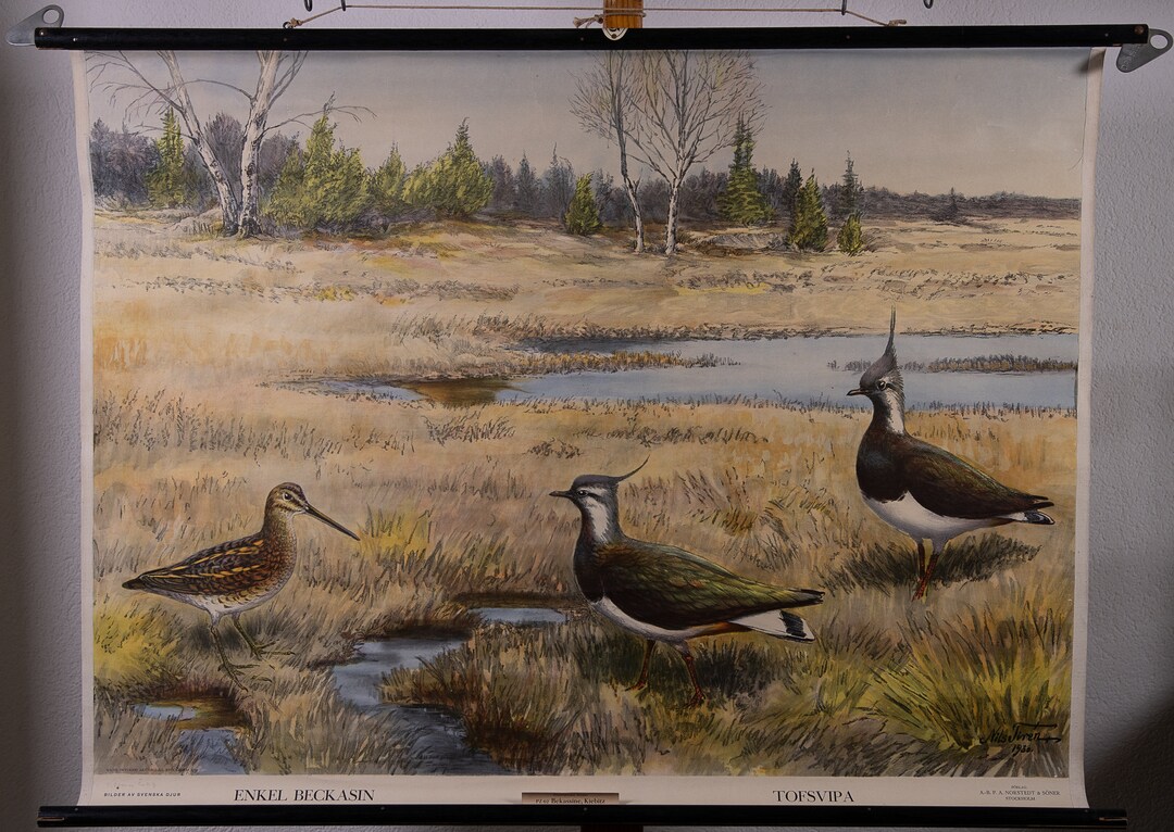 Vintage Pull Down Chart Lapwings School Chart - Etsy