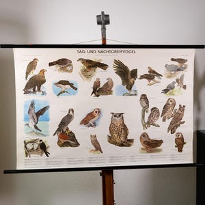 May include: Vintage educational poster featuring illustrations of various birds of prey, including eagles, owls, and falcons. The poster has a cream-colored background with black text at the top. The poster is mounted on a black wooden frame.