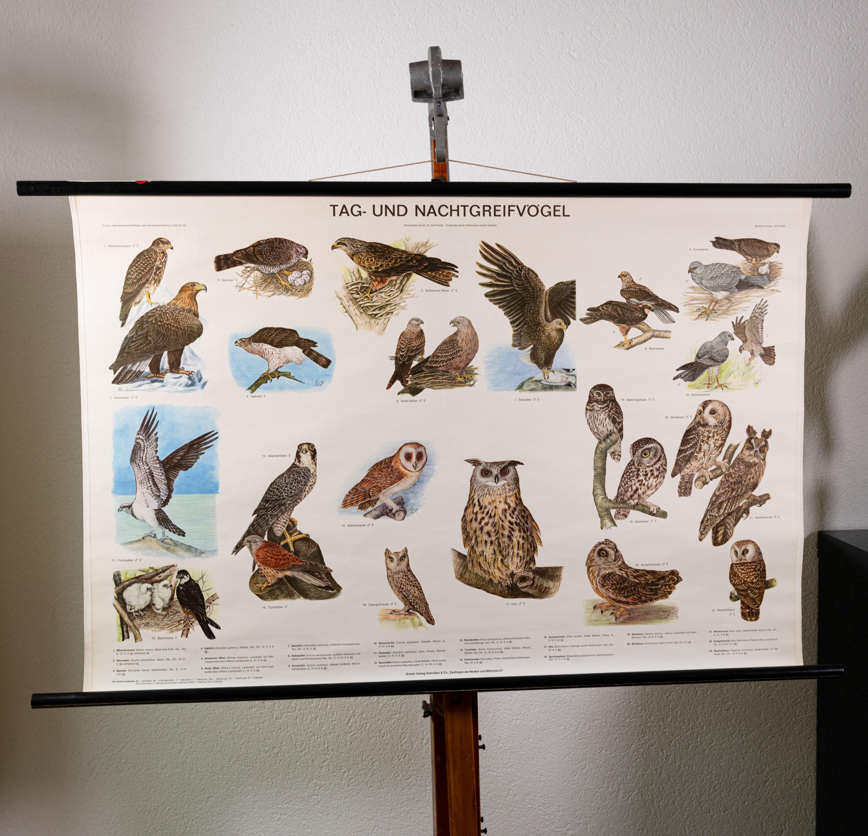 Vintage Pull Down Chart Birds of Prey and Owls School Chart - Etsy