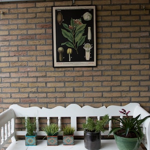 Vintage Botanische Karte Nelkenbaum Karte (Caryophyllus Aromaticus) Lithographie Schulkarte