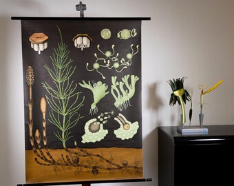 Vintage Pull Down School Chart Sunflower by Jung Koch Quentell ...