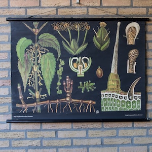 Vintage Pull down School Chart Nettle Jung Koch Quentell Lithograph