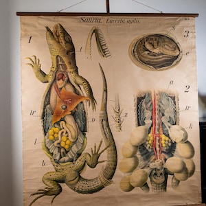 Op de afbeelding: Een vintage educatieve wandkaart met de titel Sauria. Lacerta agilis. De poster bevat gedetailleerde anatomische illustraties van een hagedis, inclusief interne organen, skeletstructuren en een hagedisembryo in een ei, allemaal gelabeld met letters.