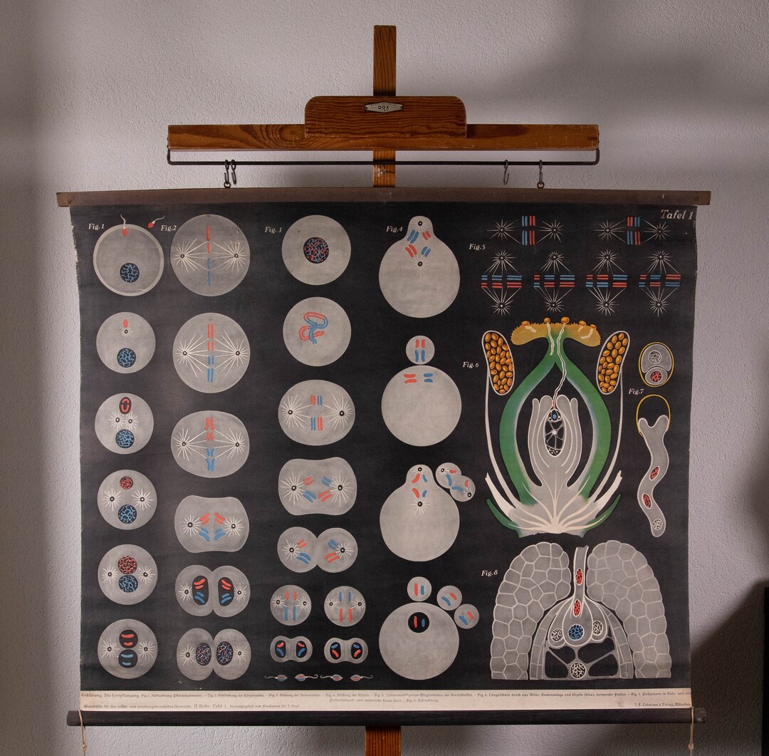 Vintage Pull Down Chart Genetics Flowers School Chart - Etsy