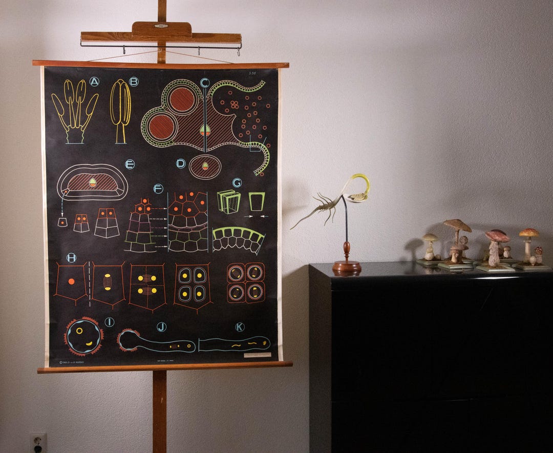 Vintage Pull Down Chart Stamen and Pollen School Chart Auzoux - Etsy