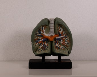 Vintage model of the Lungs, these Anatomy models, used for educational classroom purposes early 1900.