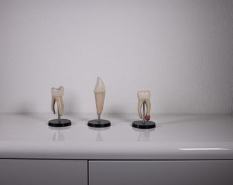 3 Old vintage School Anatomical dental models of the Teeth, VERY RARE