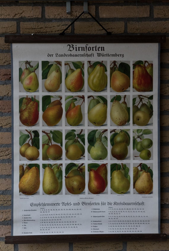 Pear Identification Chart