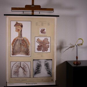 Vintage anatomisk neddragbar skola diagram andningsorgan