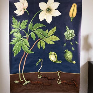 Vintage Pull down School Chart Anemone by Jung Koch Quentell Lithograph