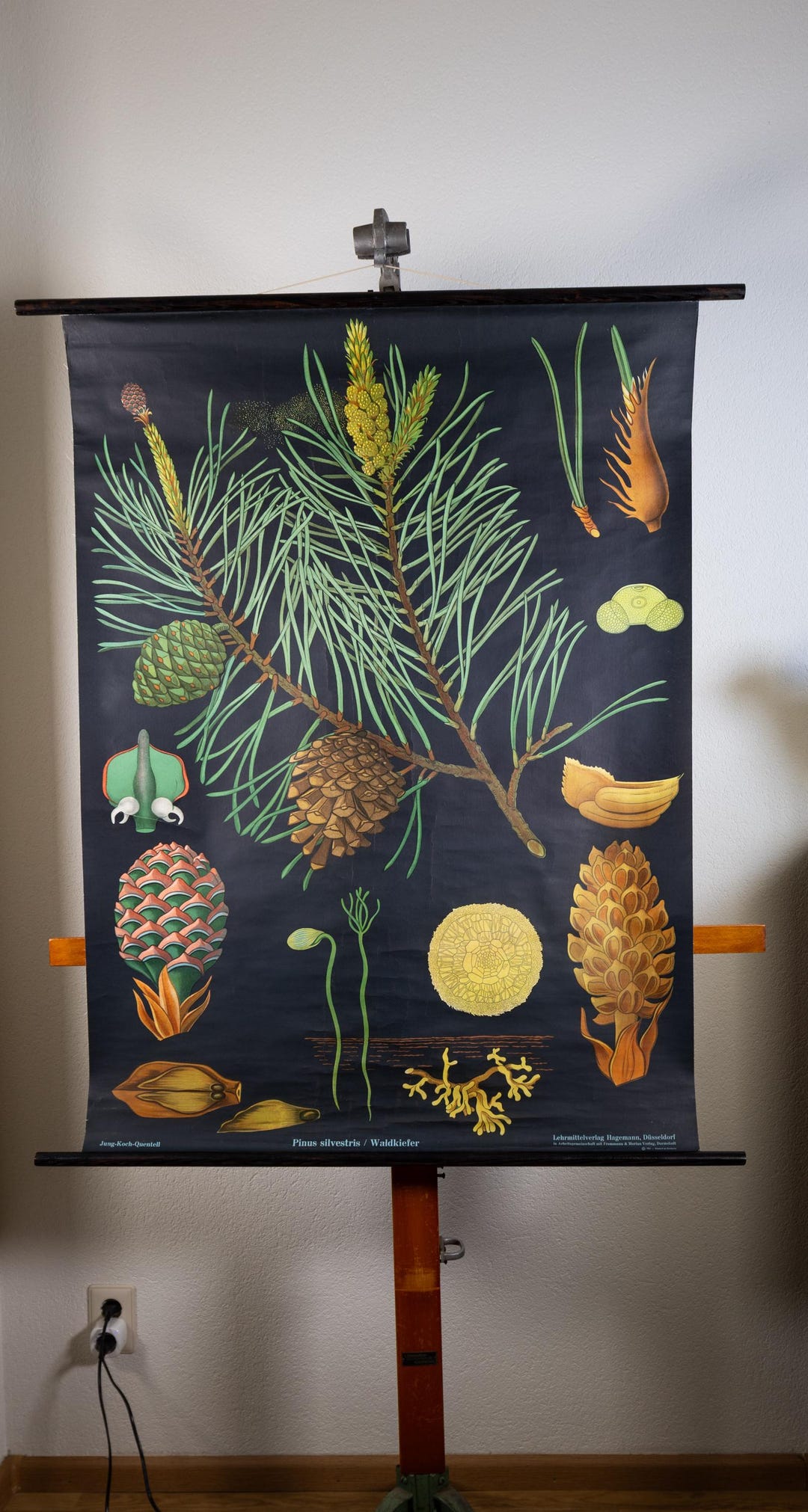 Pull Down School Chart Pine Jung Koch Quentell Lithograph - Etsy Canada