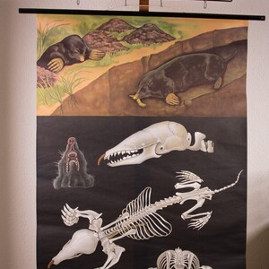 Könnte beinhalten: Eine pädagogische Wandtafel mit Illustrationen von Maulwürfen. Der obere Teil zeigt Maulwürfe in ihrem natürlichen Lebensraum, während der untere schwarze Bereich detaillierte anatomische Zeichnungen eines Maulwurfschädels und Skeletts zeigt.