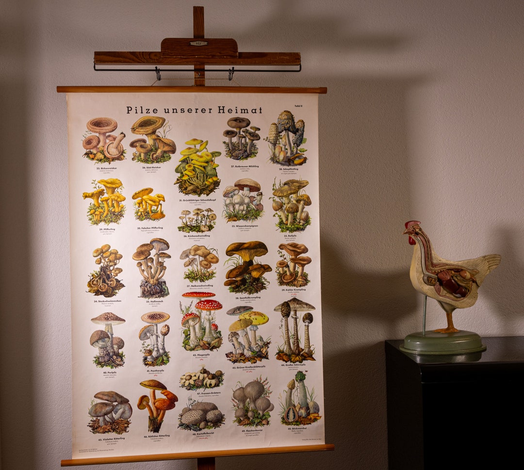 Vintage Pull Down Chart Mushroom II School Chart - Etsy