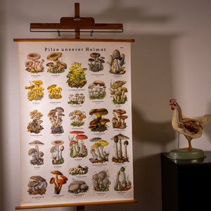Puede incluir: Un póster educativo vintage titulado "Pilze unserer Heimat" (Hongos de nuestra patria) con ilustraciones detalladas de varias especies de hongos. El póster está montado en un caballete de madera. Un modelo de pollo con órganos internos está sobre una superficie negra.