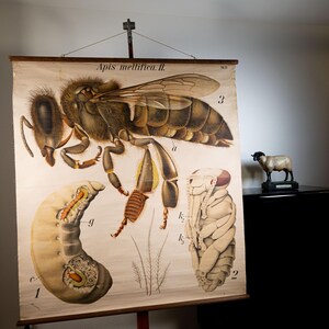 Könnte beinhalten: Eine historische Lehrtafel mit der Aufschrift Apis mellifica. II. zeigt detaillierte anatomische Illustrationen einer Honigbiene, einer Larve und einer Puppe. Das Poster ist an Holzleisten mit einer Aufhängeschnur befestigt.