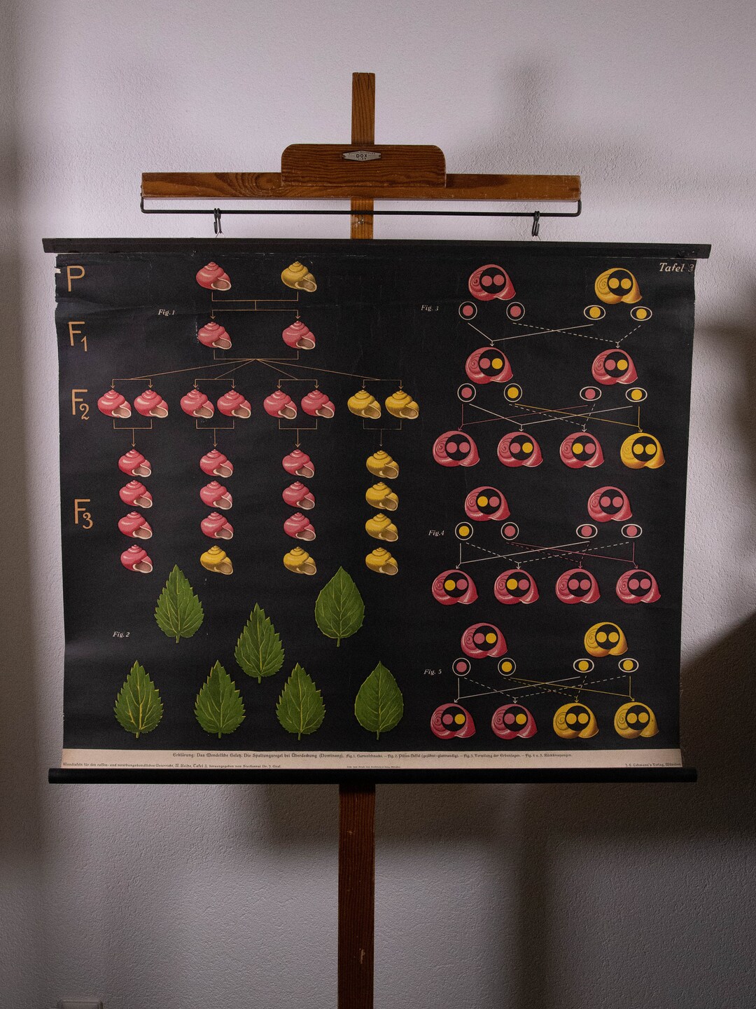 Vintage Pull Down Chart Genetics Genetics Snails School Chart - Etsy