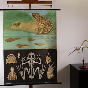 Vintage Pull down School Chart Frog by Jung Koch Quentell Lithograph