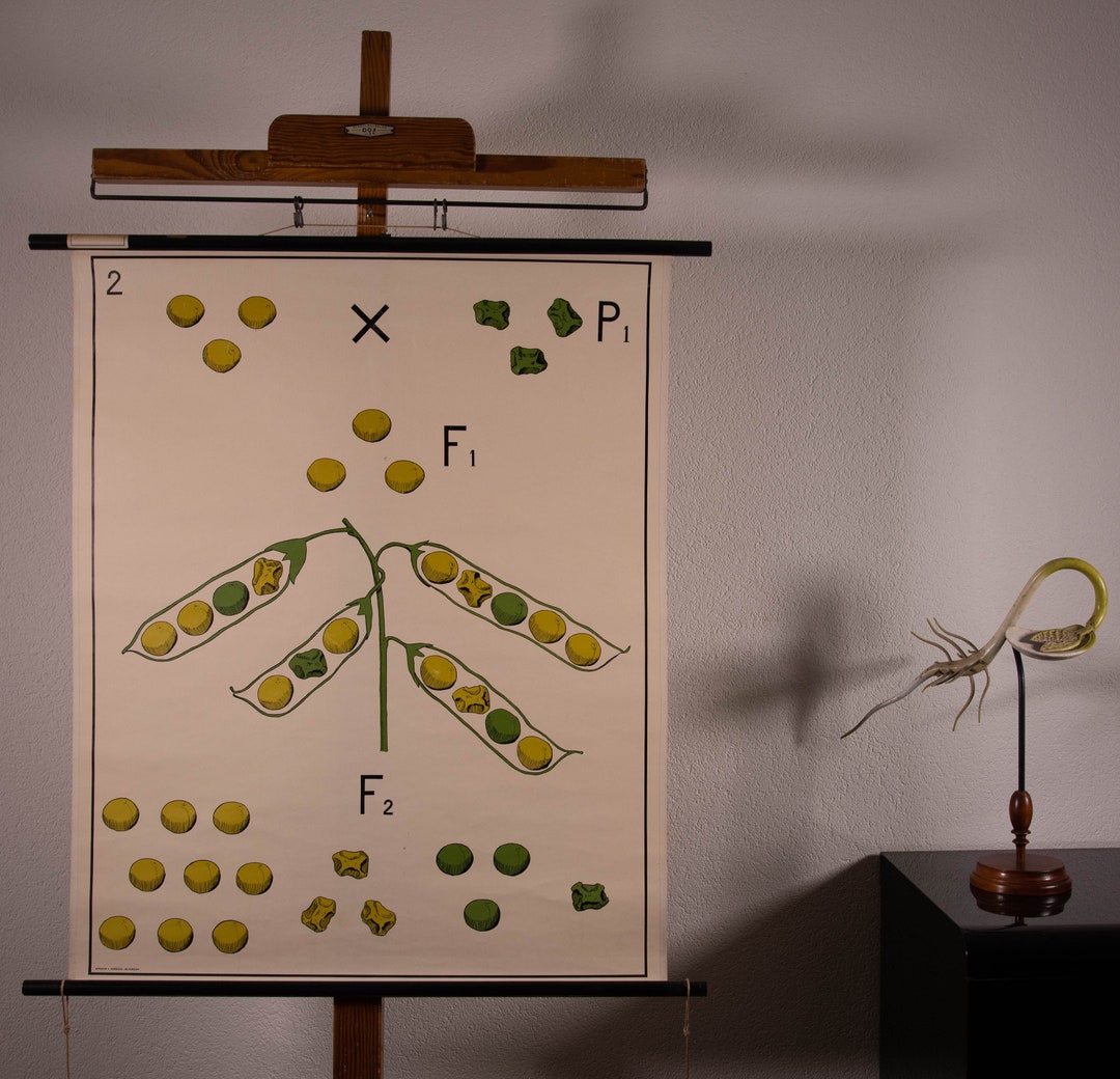 Pull Down Chart Genetics Pea II School Chart - Etsy