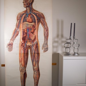 Vintage  Pull Down Chart Blood Circulation  School Chart