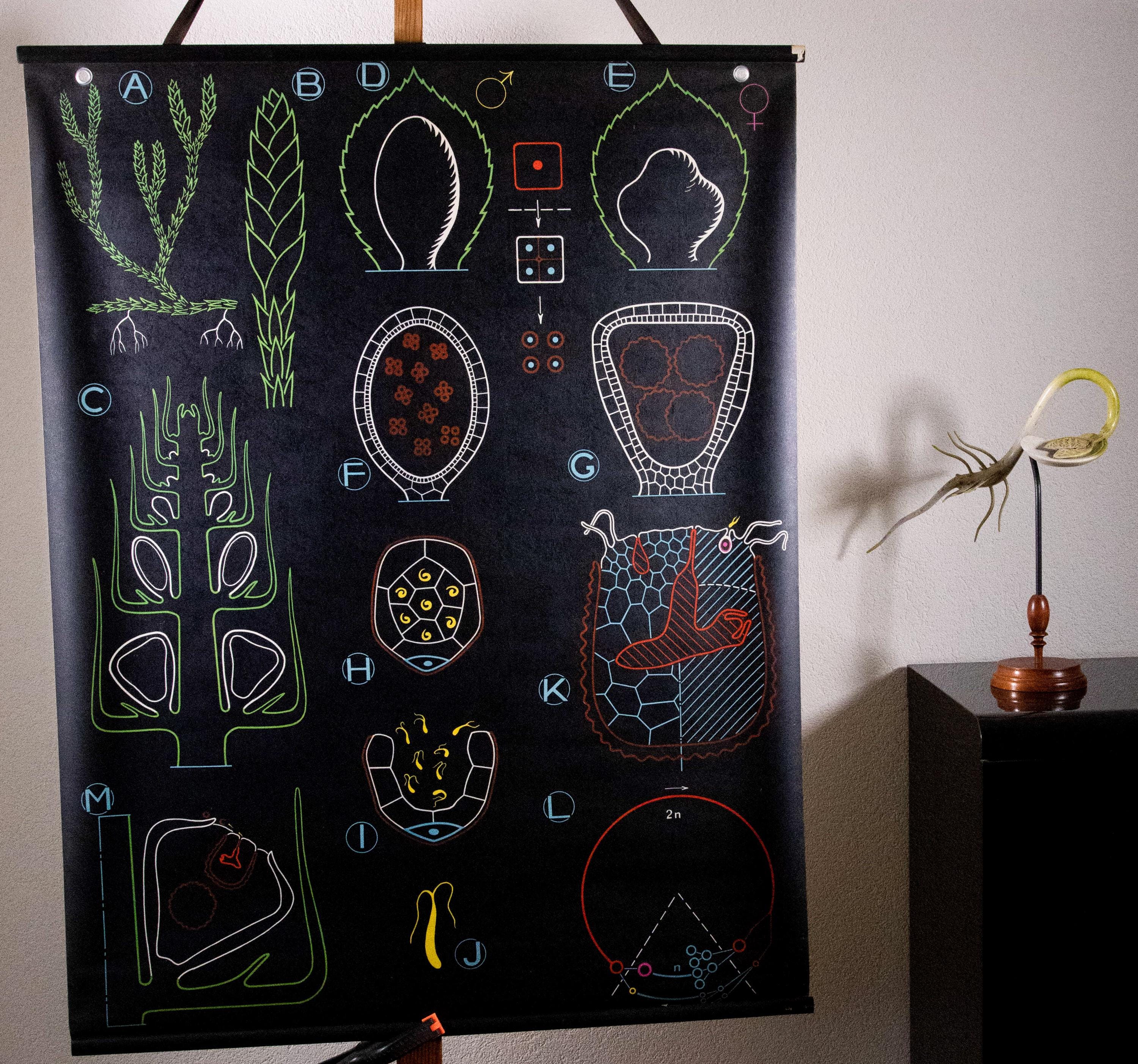Vintage Pull Down Chart Selaginella Dr. Auzoux School Chart - Etsy