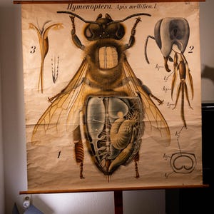 Może przedstawiać: Edukacyjna plansza ścienna w stylu vintage z anatomiczną ilustracją pszczoły miodnej, z napisem Hymenoptera. Apis mellifica. I. Beżowy plakat przedstawia ponumerowane schematy anatomii pszczoły, w tym narządy wewnętrzne, zamontowany na drewnianej ramie.
