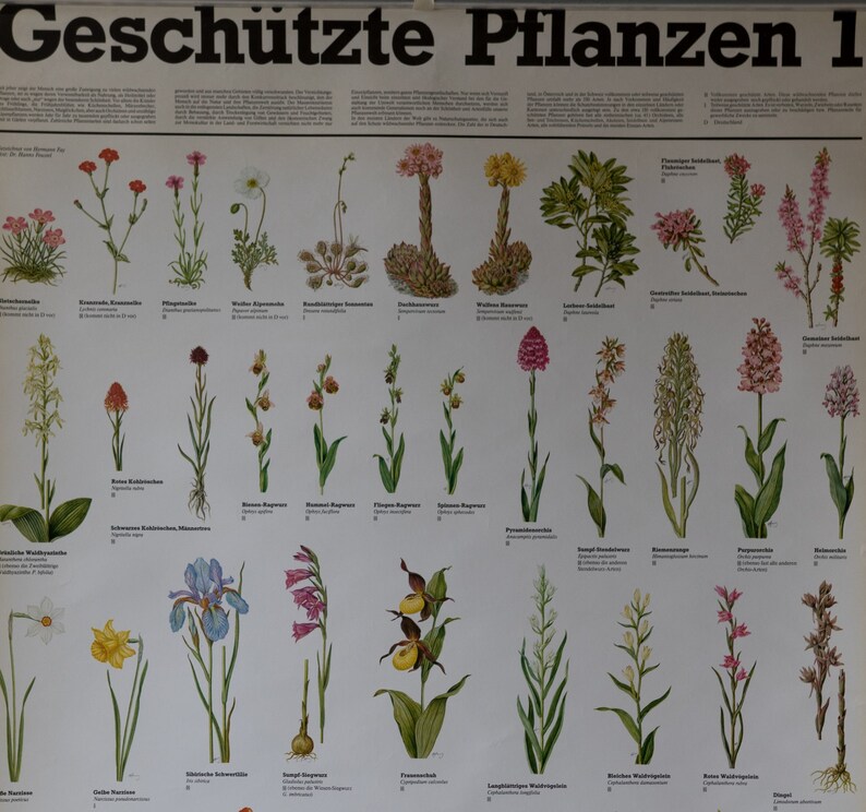 Vintage Pull Down Chart Protected Plants School Chart - Etsy