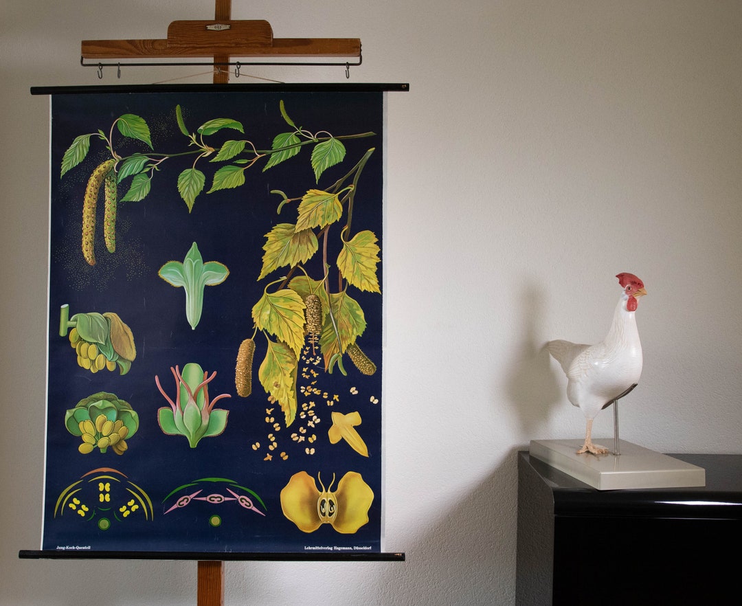 Vintage Pull Down School Chart Birch by Jung Koch Quentell - Etsy