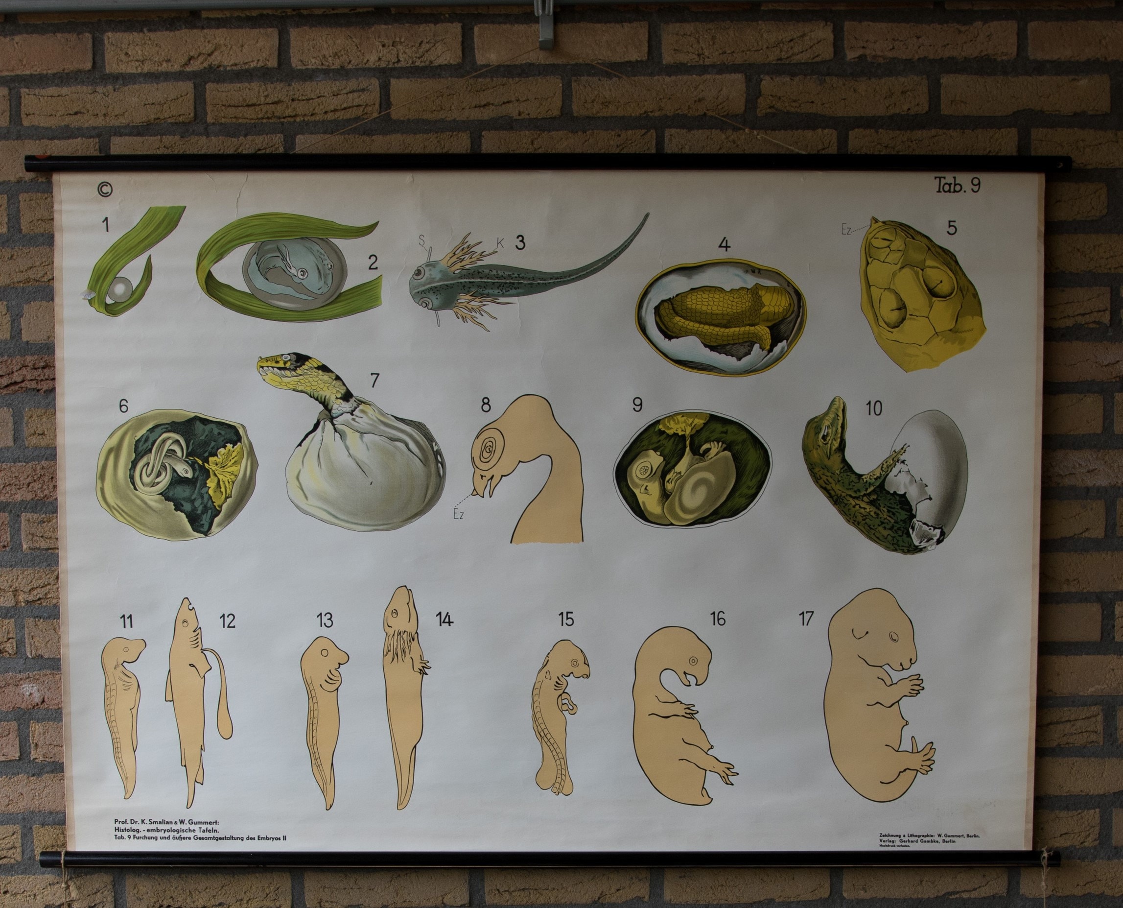 Vintage Pull Down Chart Embryological Chart No. 9 School Chart - Etsy