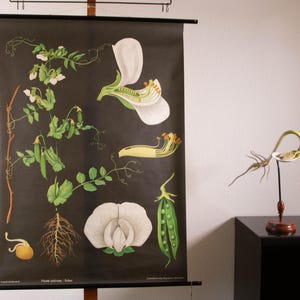 Pull down School Chart Pea by Jung Koch Quentell Lithograph