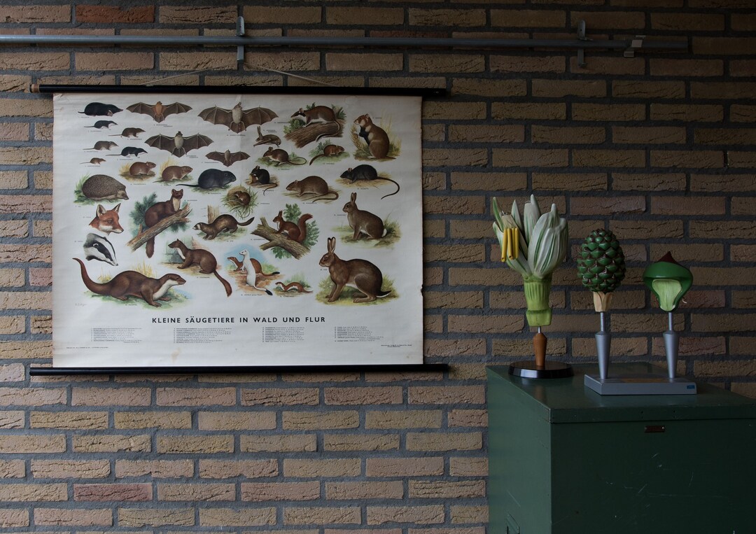 Vintage Pull Down Chart Small Mammals in Woods and Fields - Etsy