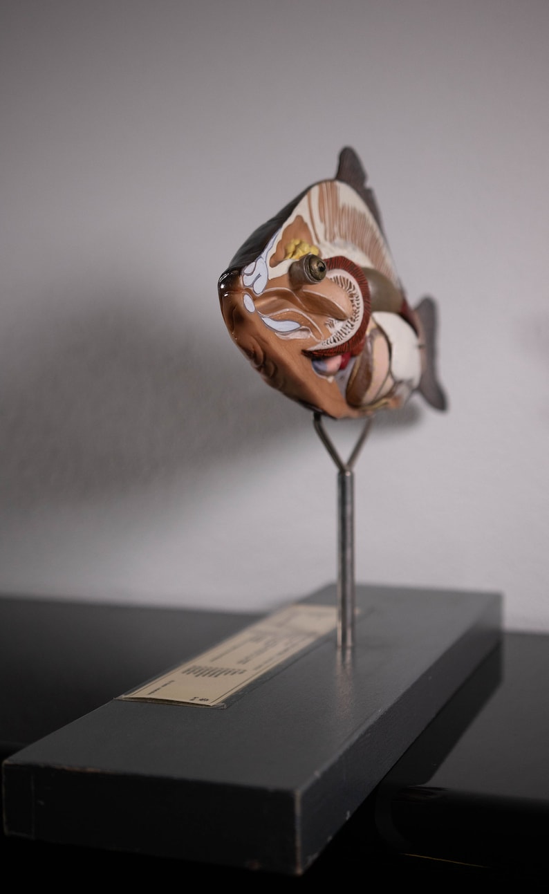 Vintage Anatomical Model of a Carp, These Models, Used for Education ...