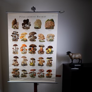 Może przedstawiać: Edukacyjna plansza ścienna w stylu vintage zatytułowana Pilze unserer Heimat, przedstawiająca szczegółowe ilustracje botaniczne różnych gatunków grzybów ułożone w siatkę, zawieszona na metalowym pręcie, z małą czarno-białą figurką owcy.