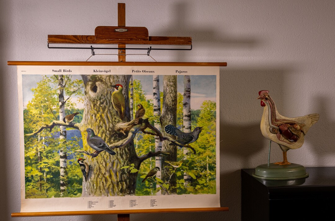 Vintage Pull Down Chart the Birds of the Deciduous Forest School Chart ...