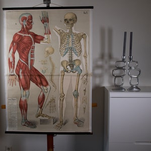 Vintage  Anatomical Old Print on thick Paper Muscle and Skeleton School Chart