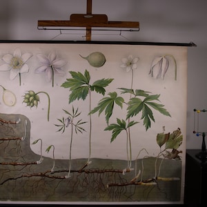 Vintage Pull Down Chart Anemone Wall School Chart Schmeil